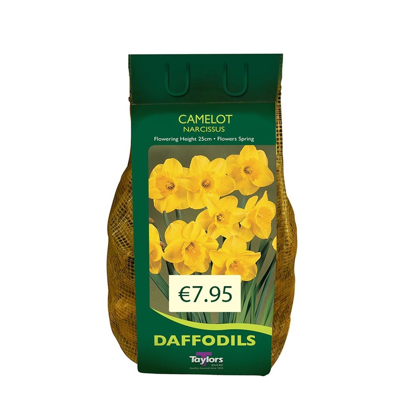 NARCISSUS CAMELOT CARRI-PACK 1.5KG