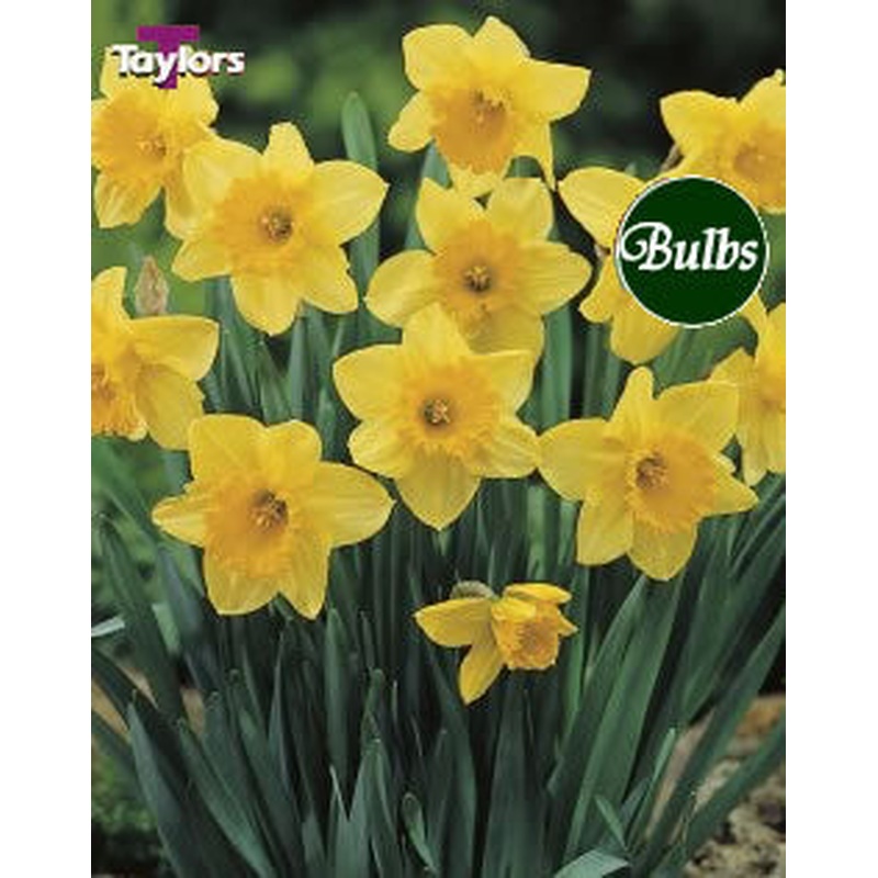 NARCISSUS CARLTON CARRI-PACK 1.5KG