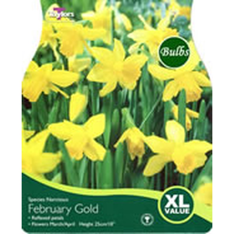 NARCISSUS FEBRUARY GOLD 20