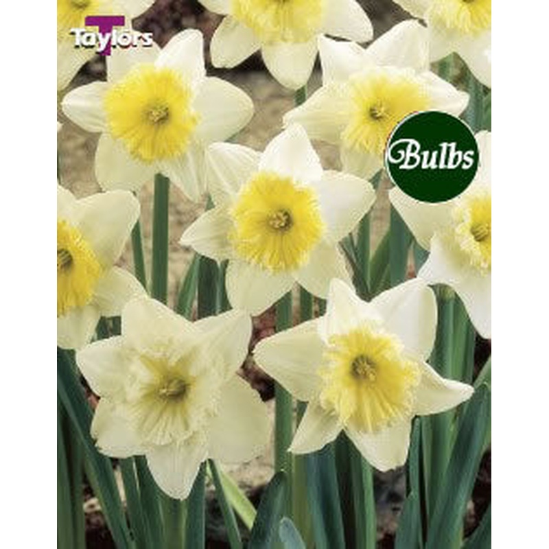 NARCISSUS ICE FOLLIES CARRI-PACK 1.5KG