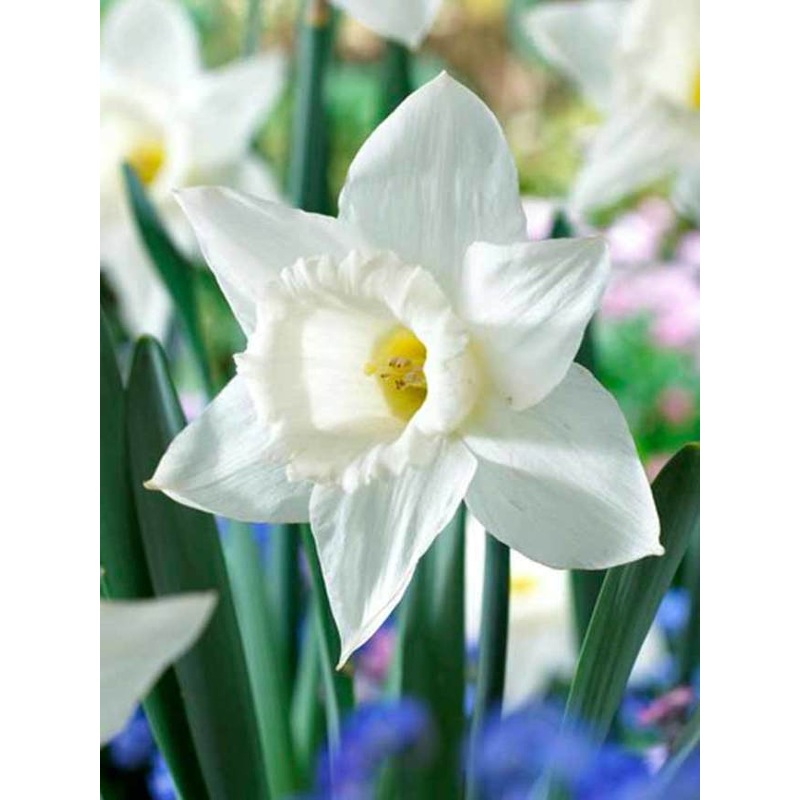 NARCISSUS MOUNT HOOD 6