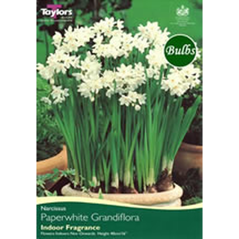 NARCISSUS PAPERWHITE ZIVA 7