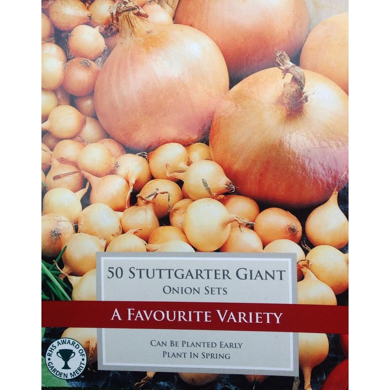 ONION STUTTGARTER GIANT X 50