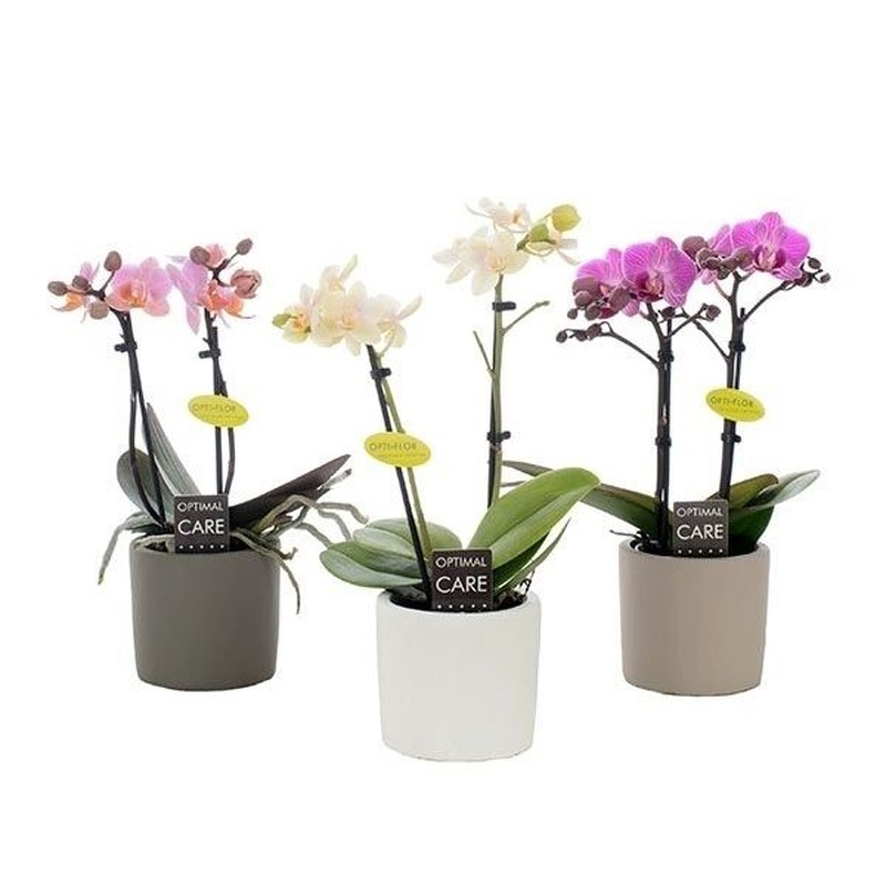 Phalaenopsis miniflora mix  P7, 2 stem, ceramic pot