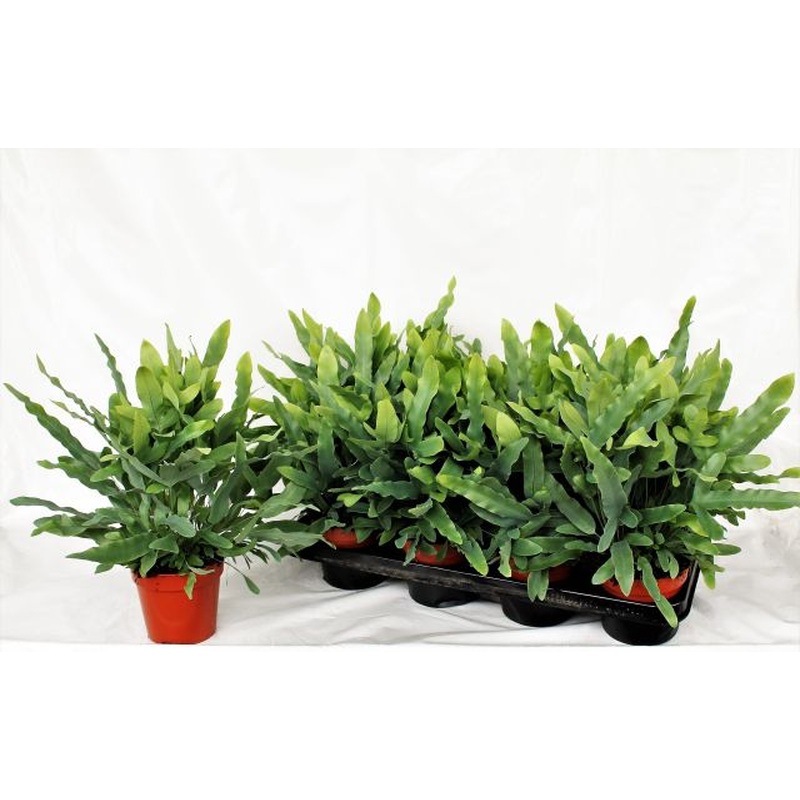 Phlebodium aureum Blue Star  P12