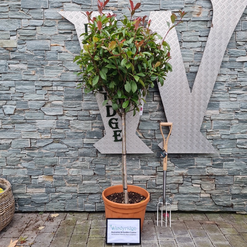 PHOTINIA SERR. RED ROBIN CLT 35 / 45   CIRC. TR. 10 - 12 CM  1/2 STD   CHIOMA 60 - 70 CM