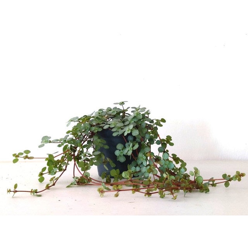 Pilea glaucophylla 8cm Pot