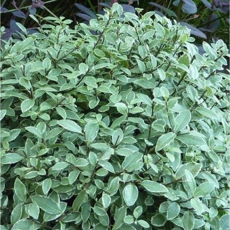 Pittosporum ten. Silver Ball  3 Ltr pot