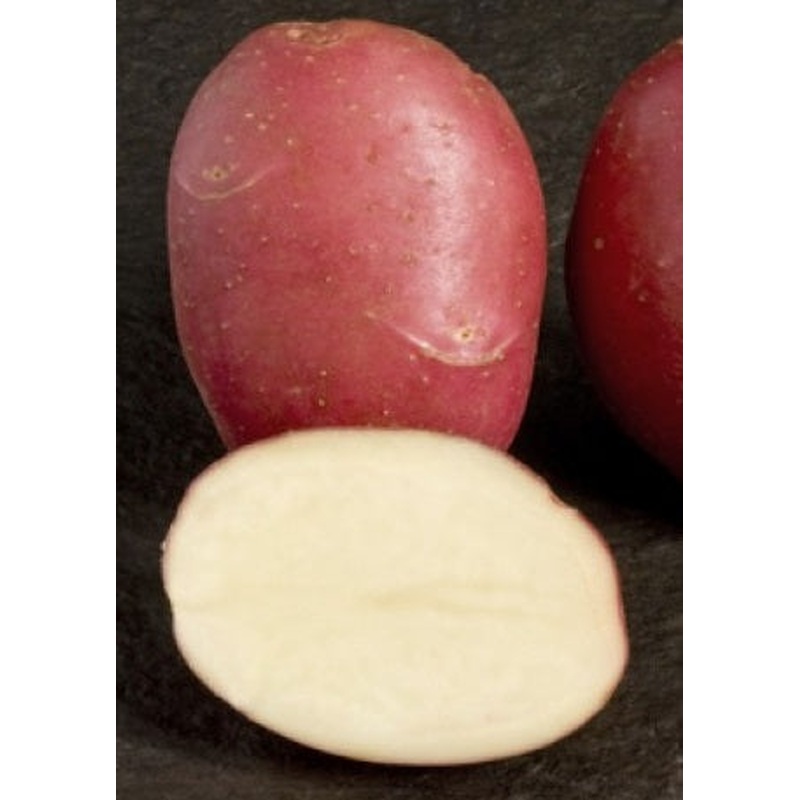 Seed Potato ROOSTER 2kg