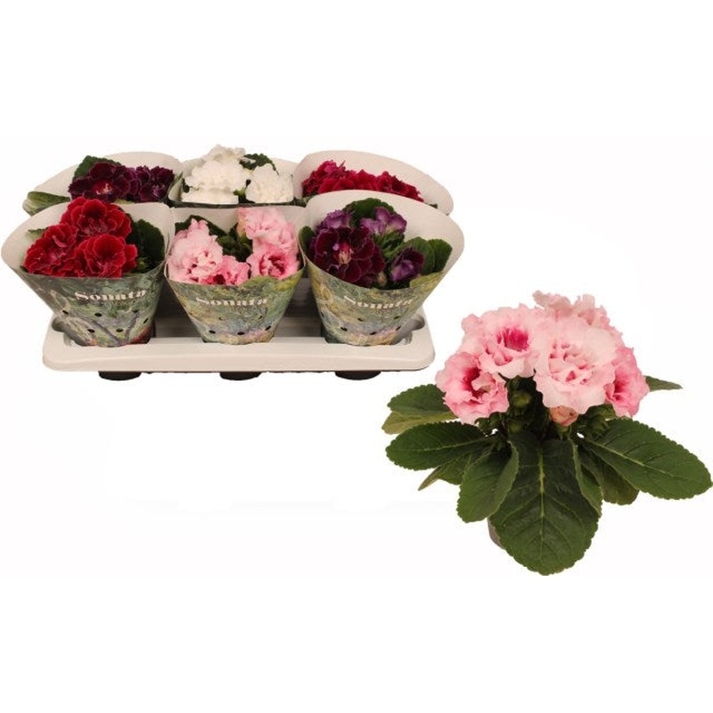 Sinningia(Gloxinia) mix  P13