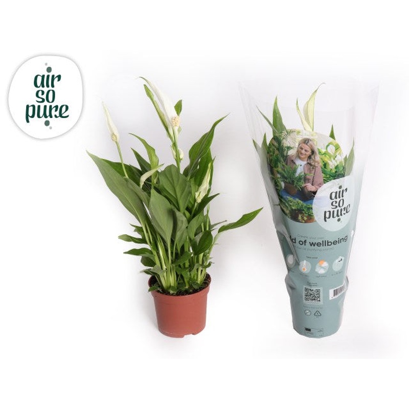 Spathiphyllum Pearl Cupido  P9