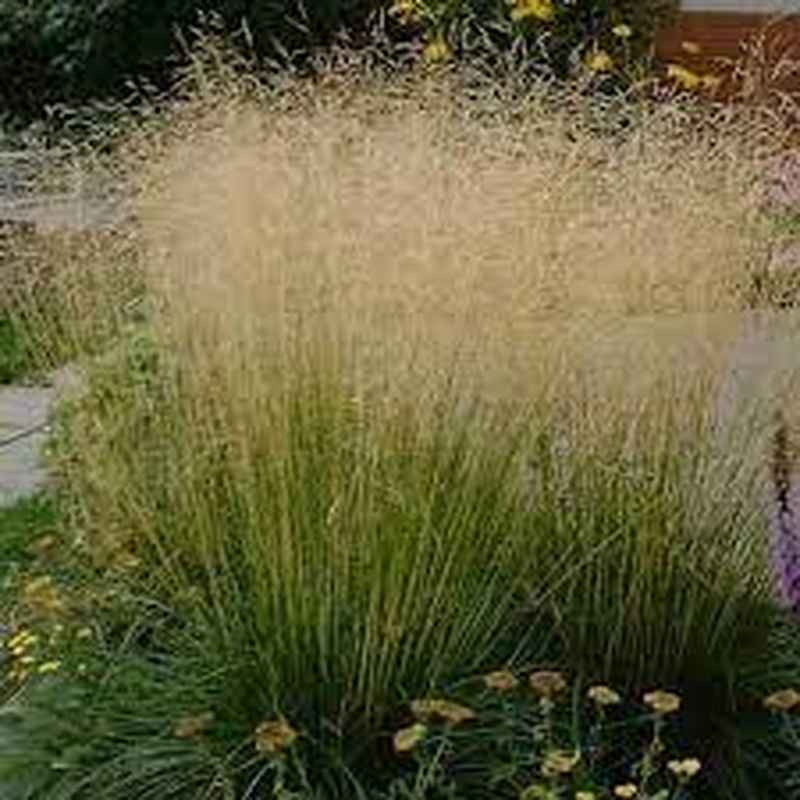 Tufted Hair Grass Deschampsia cesp. Tardiflora (6.5Ltr Pot)