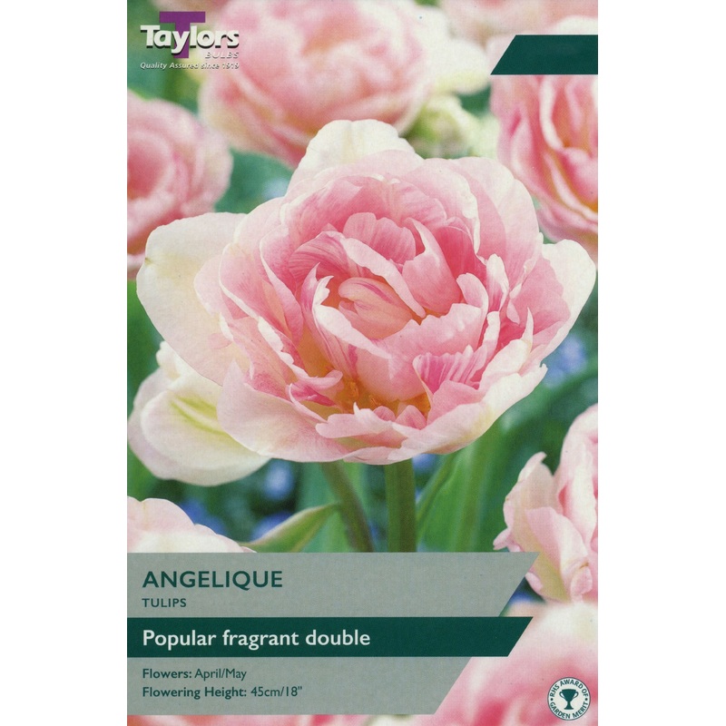 TULIP ANGELIQUE