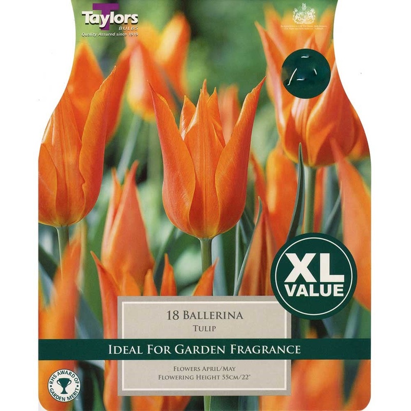 TULIP BALLERINA 12