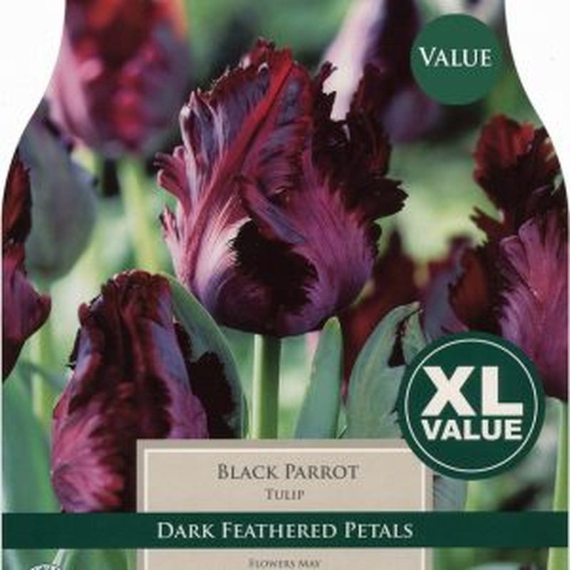 TULIP BLACK PARROT x 15