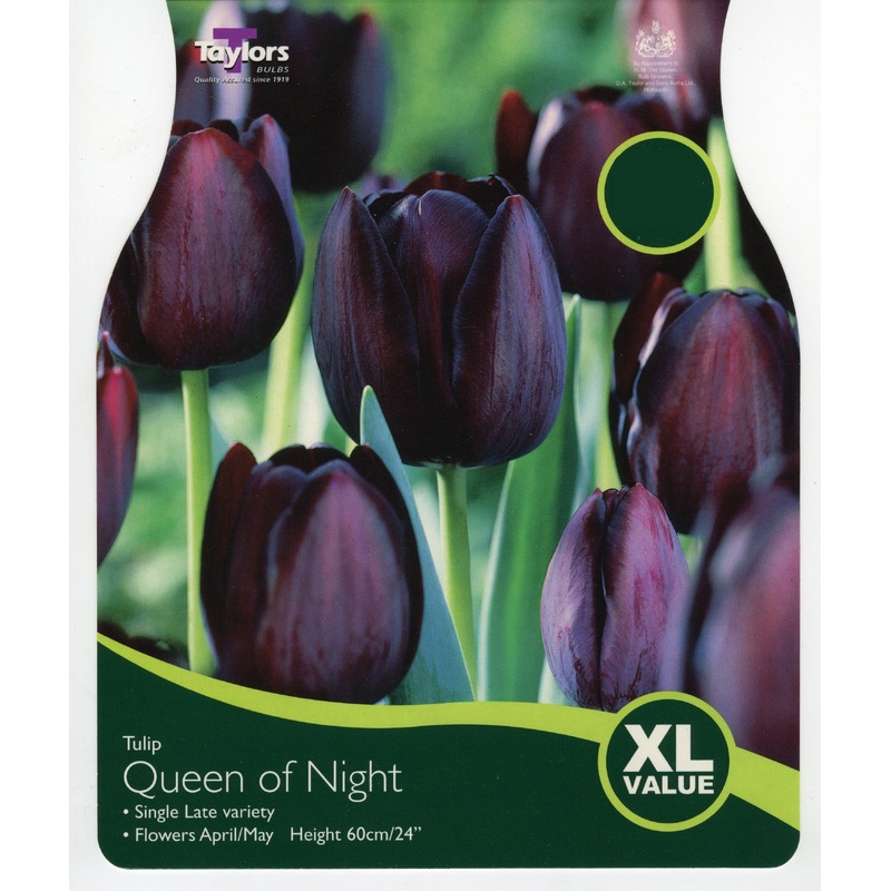 TULIP QUEEN OF NIGHT x 18