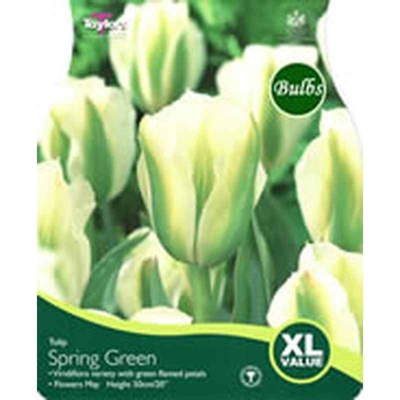 TULIP SPRING GREEN