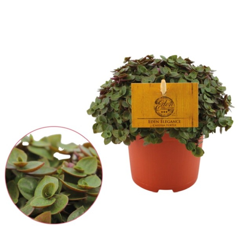 Turtle Vine Callisia Turtle (10.5cm Pot)
