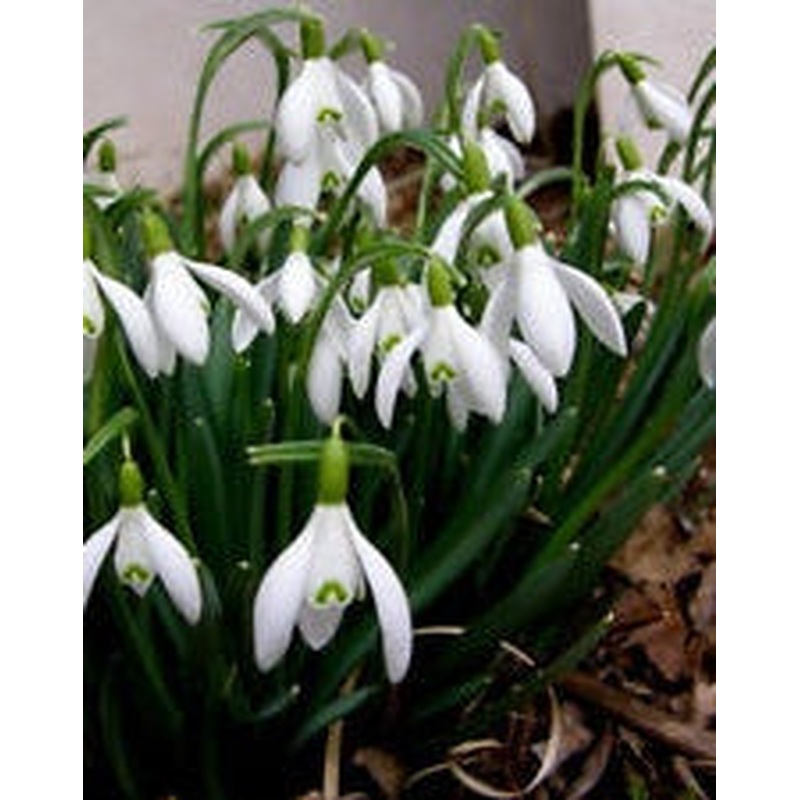 10 GALANTHUS WORONOWII