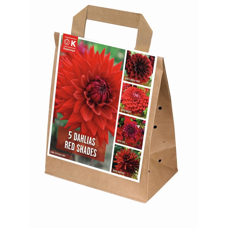 100 DAYS DAHLIA BLOOMS SHADES OF RED x 5