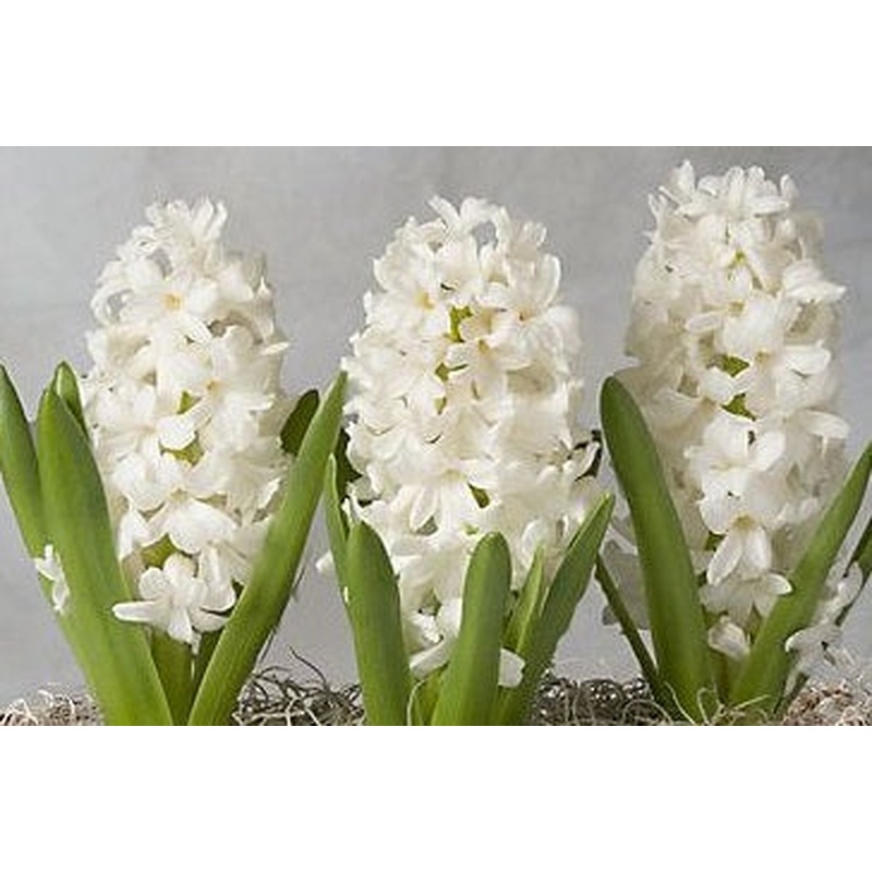 4 HYACINTH AIOLOS  PREP  LOOSE
