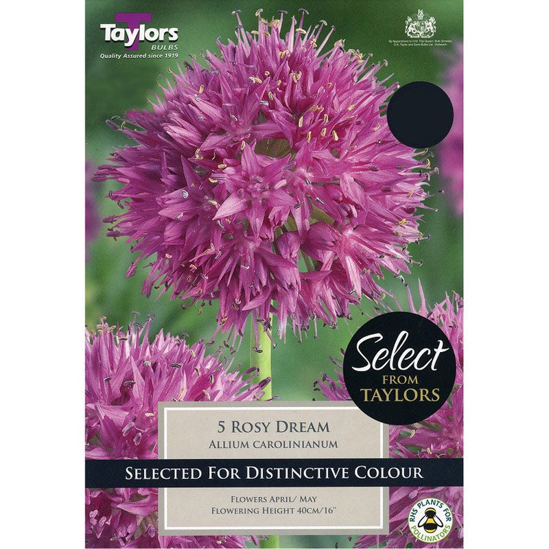 ALLIUM CAROLINIANUM ROSY DREAM