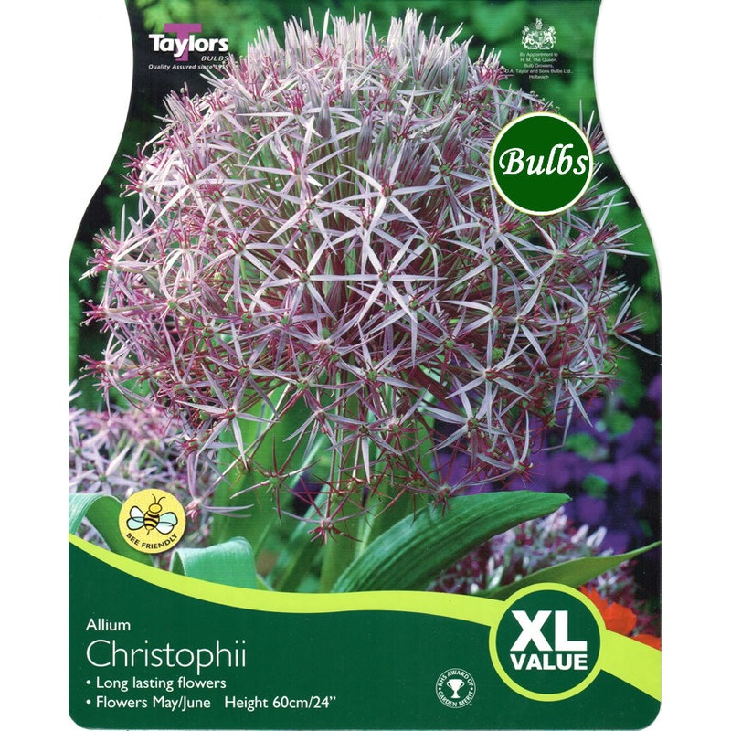 ALLIUM CRISTOPHII 18