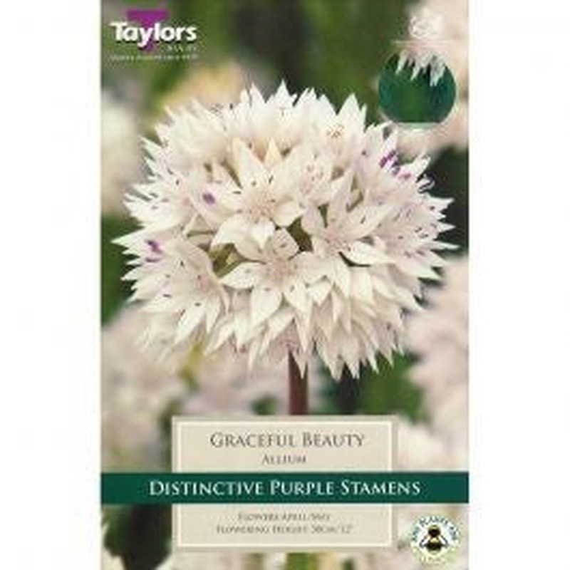 ALLIUM GRACEFUL BEAUTY 7