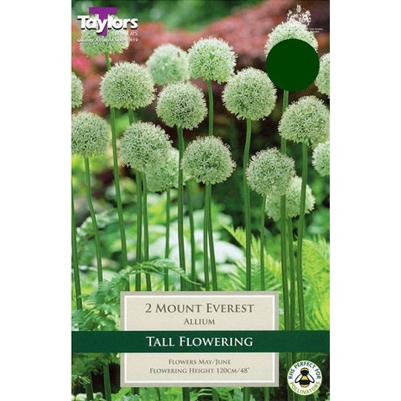 ALLIUM MOUNT EVEREST