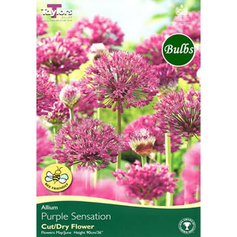 ALLIUM PURPLE SENSATION NET 50