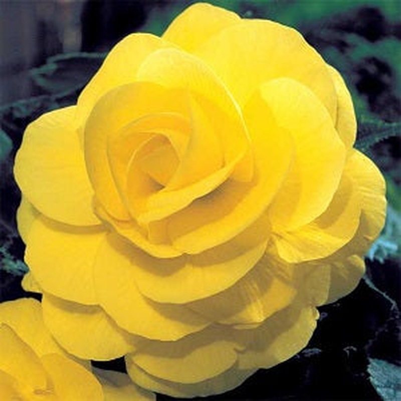 Begonia Double Yellow