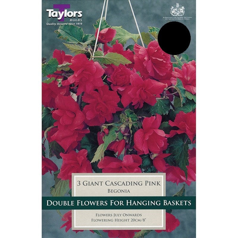 BEGONIA PINK GIANT CASCADING