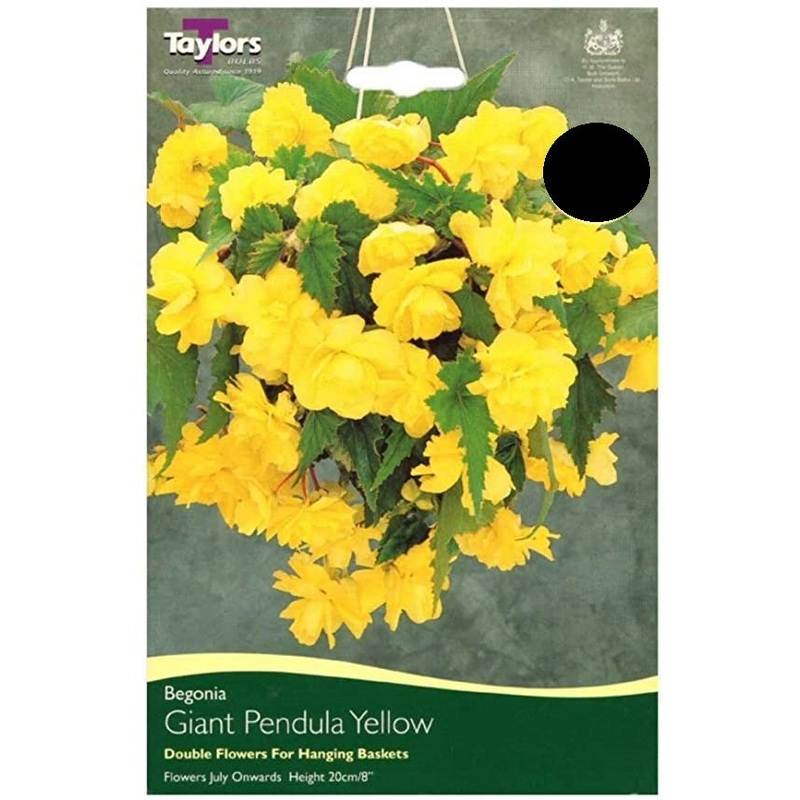 BEGONIA YELLOW GIANT CASCADING