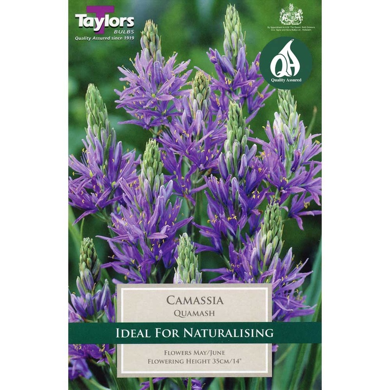 CAMASSIA QUAMASH 15