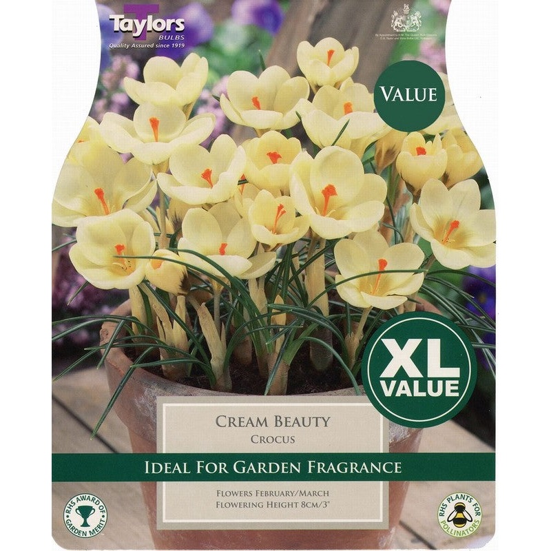 CROCUS CREAM BEAUTY x 25