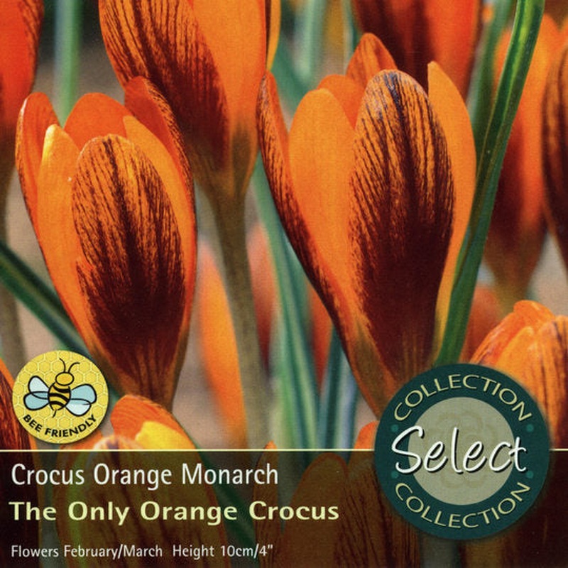 CROCUS ORANGE MONARCH