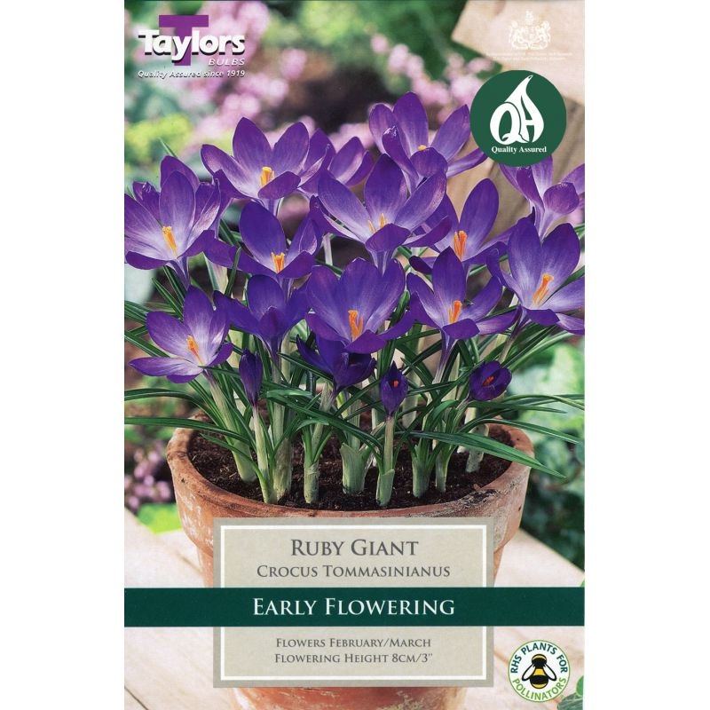 CROCUS RUBY GIANT 50
