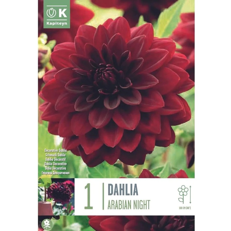 DAHLIA ARABIAN NIGHT x 1