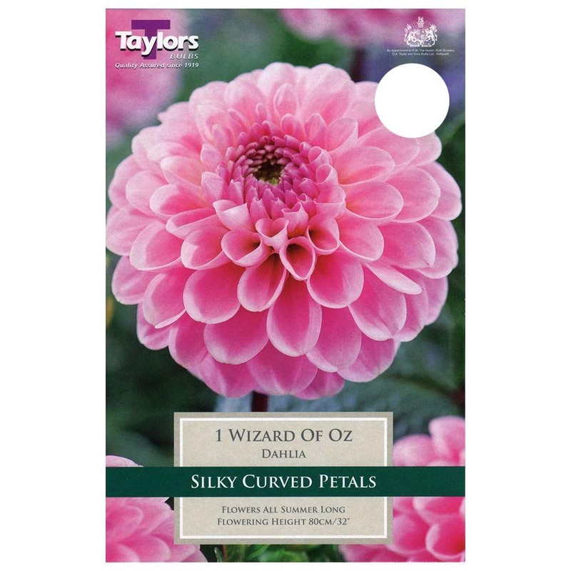 DAHLIA WIZARD OF OZ X 1