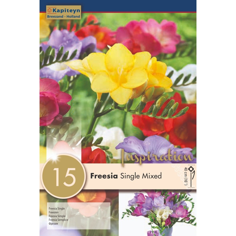 FREESIA SINGLE MIXED COLOURS X 15