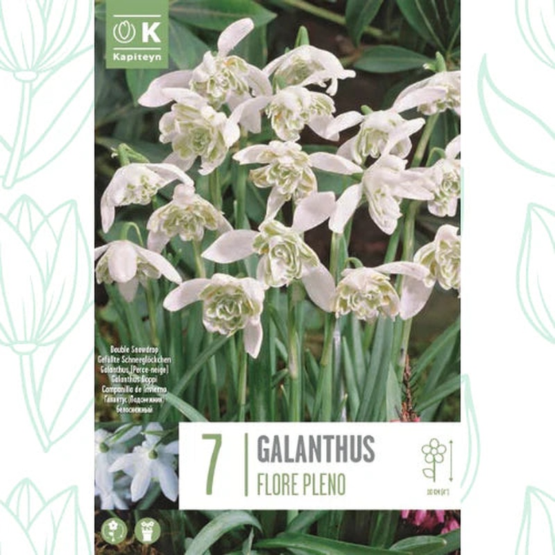 GALANTHUS SNOWDROPS FLORE PLENO X 7