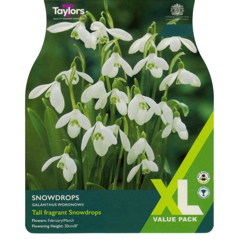 GALANTHUS SNOWDROPS WORONOWII 20
