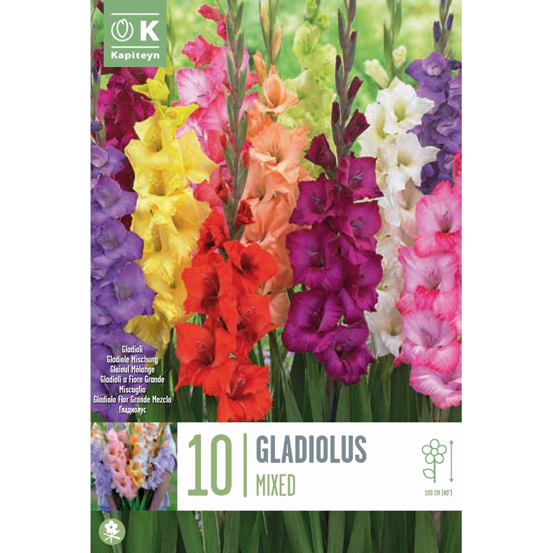 GLADIOLUS MIXED COLOURS x 10