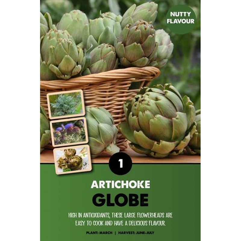 Globe atichoke