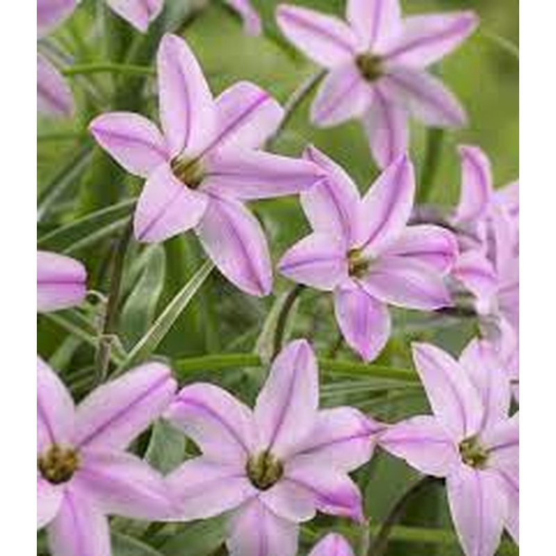 IPHEION UNIFLORUM CHARLOTTE BISHOP 10