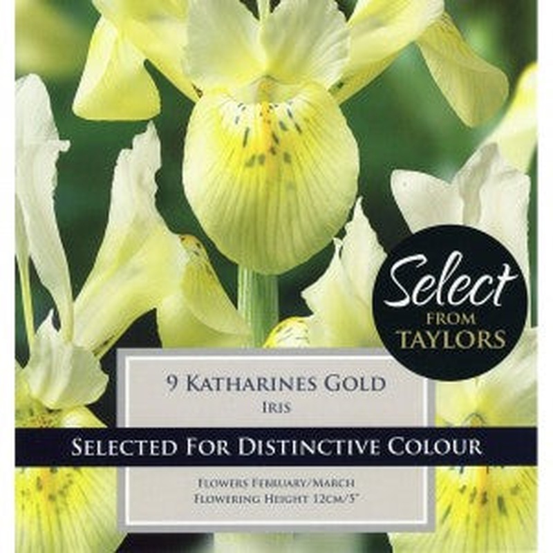 IRIS KATHARINES GOLD x 10