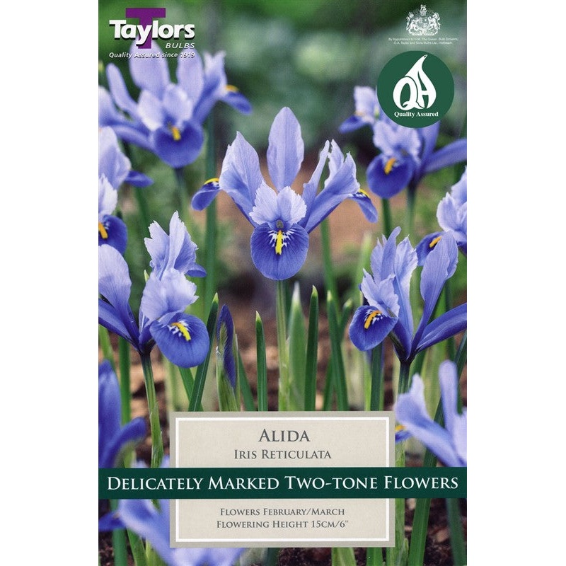 IRIS RETICULATA ALIDA 12