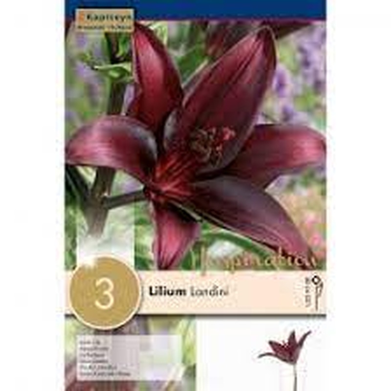 LILIUM LANDINI x 3