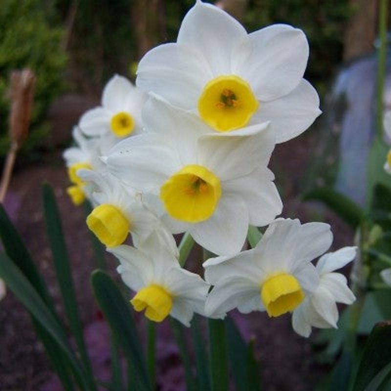 NARCISSI AVALANCHE