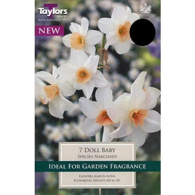 NARCISSI DOLL BABY